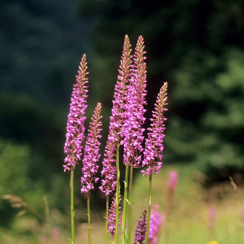 Gymnadenia conopsea - Mücken-Händelwurz (Hafen)