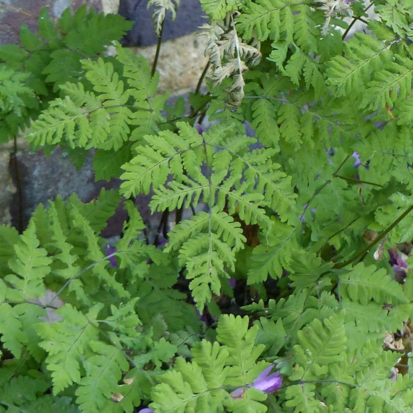 Gymnocarpium dryopteris - Eichenfarn (Laub)