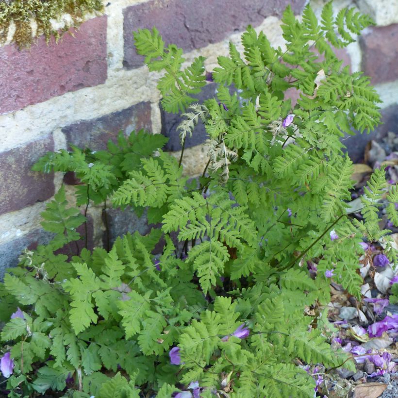 Gymnocarpium dryopteris - Eichenfarn (Hafen)