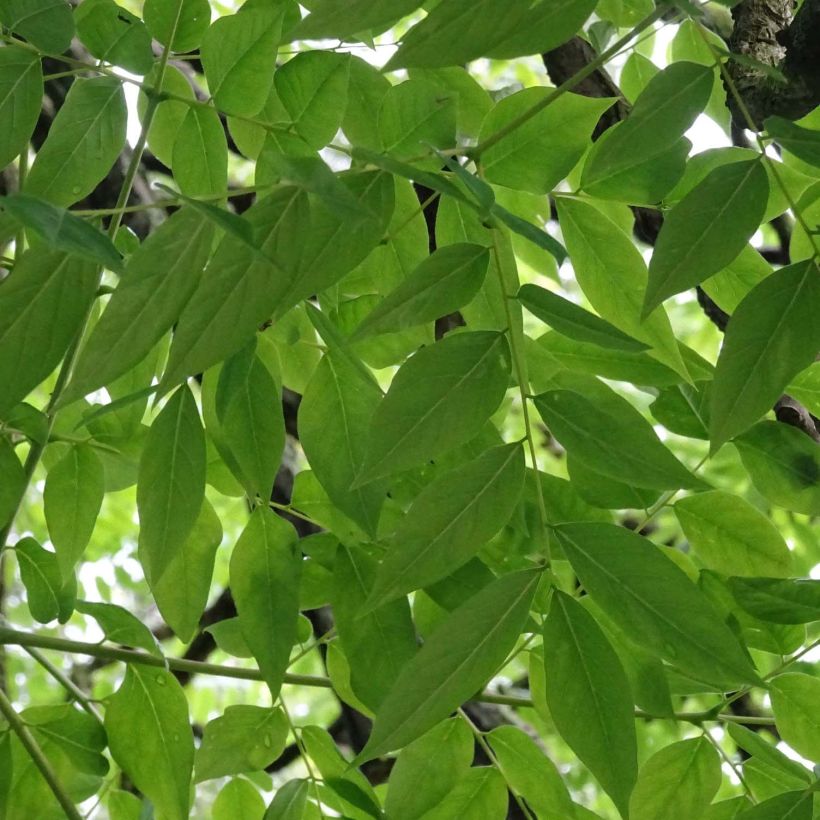 Gymnocladus dioica - Geweihbaum (Laub)