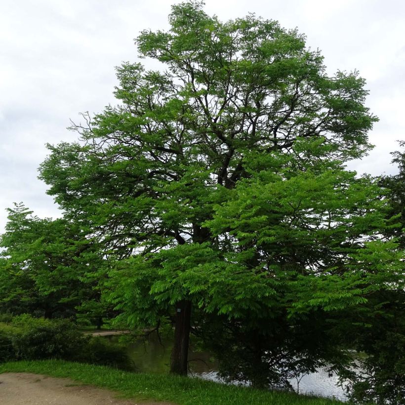 Gymnocladus dioica - Geweihbaum (Hafen)