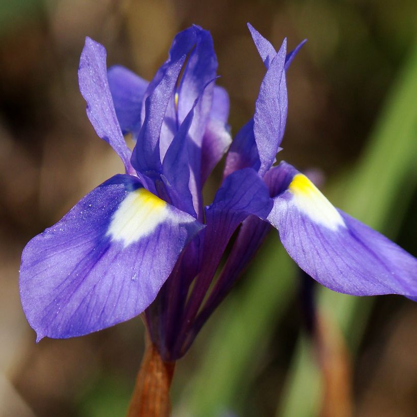 Gynandris sisyrinchium - Mittags-Schwertlilie (Blüte)