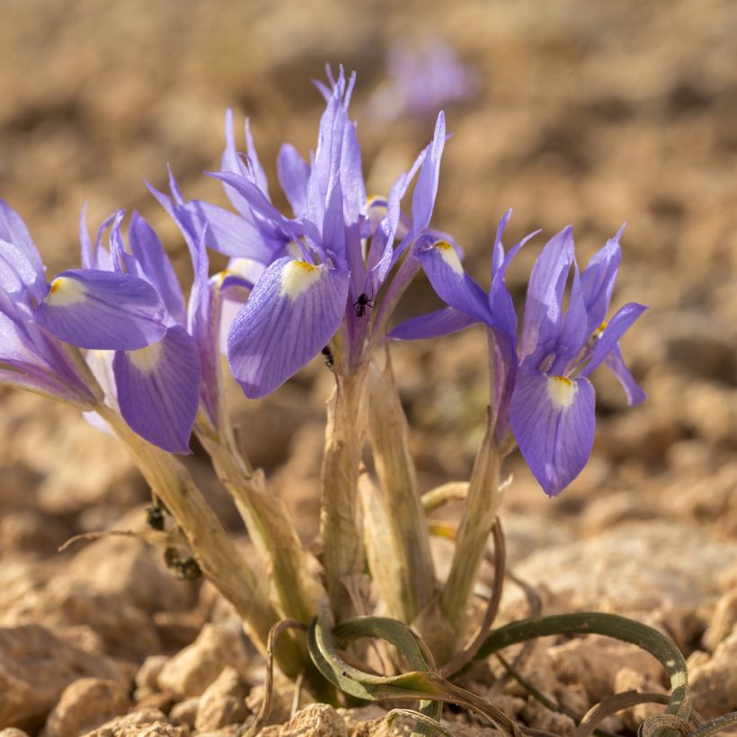 Gynandris sisyrinchium - Mittags-Schwertlilie (Hafen)