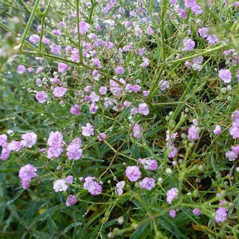 Rispiges Gipskraut Festival Pink - Gypsophila paniculata (Blüte)