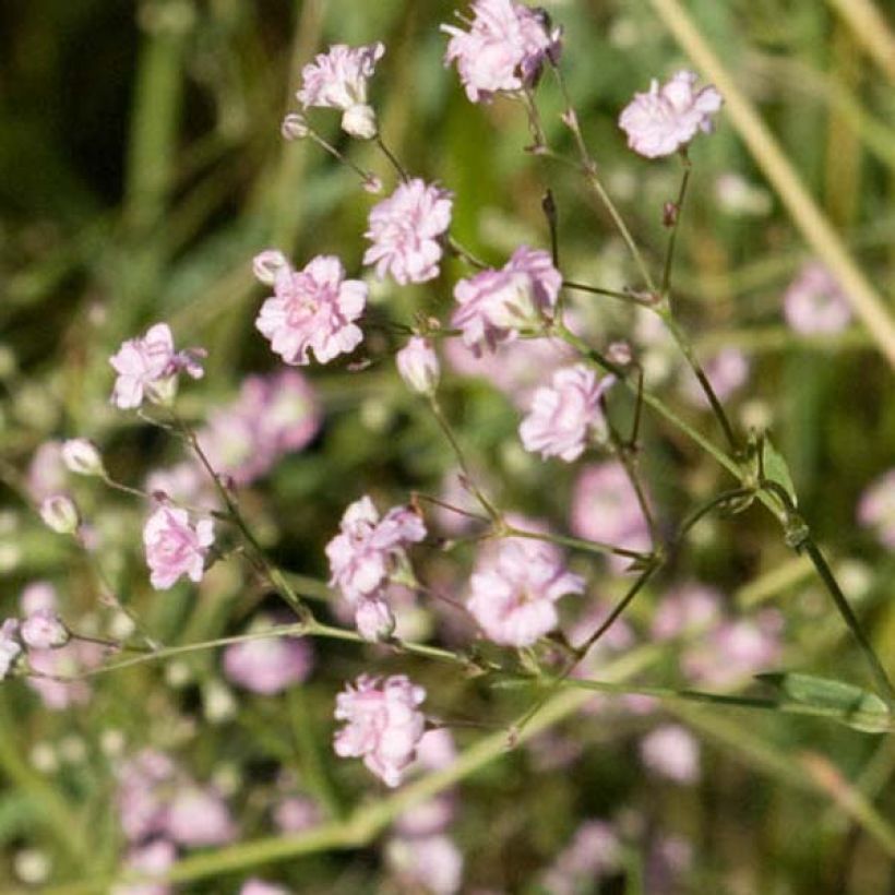 Rispiges Gipskraut Flamingo - Gypsophila paniculata (Blüte)