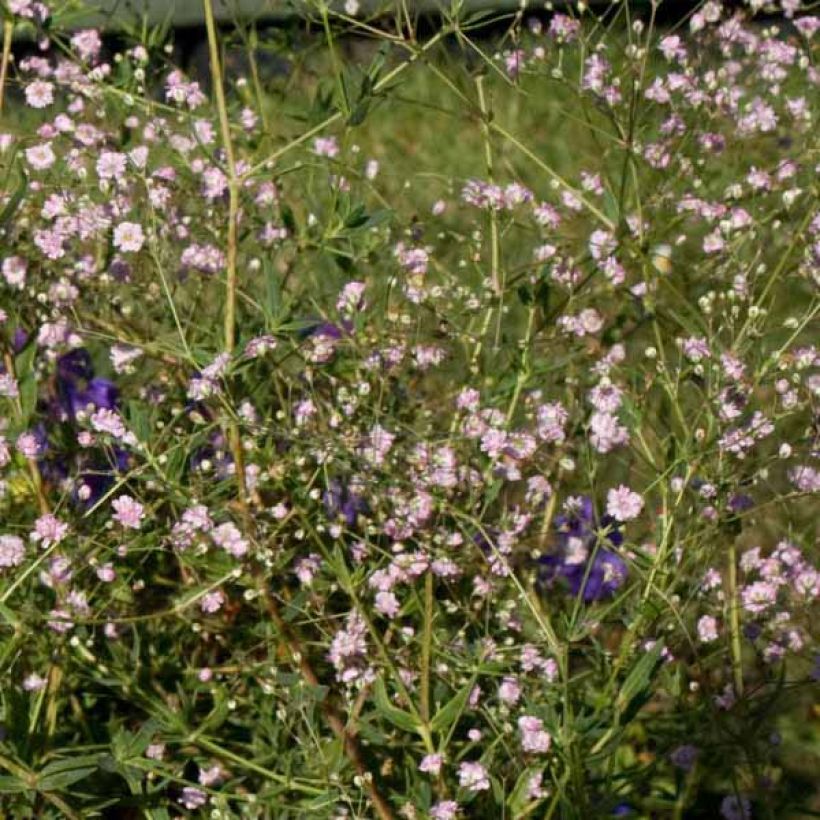 Rispiges Gipskraut Flamingo - Gypsophila paniculata (Hafen)