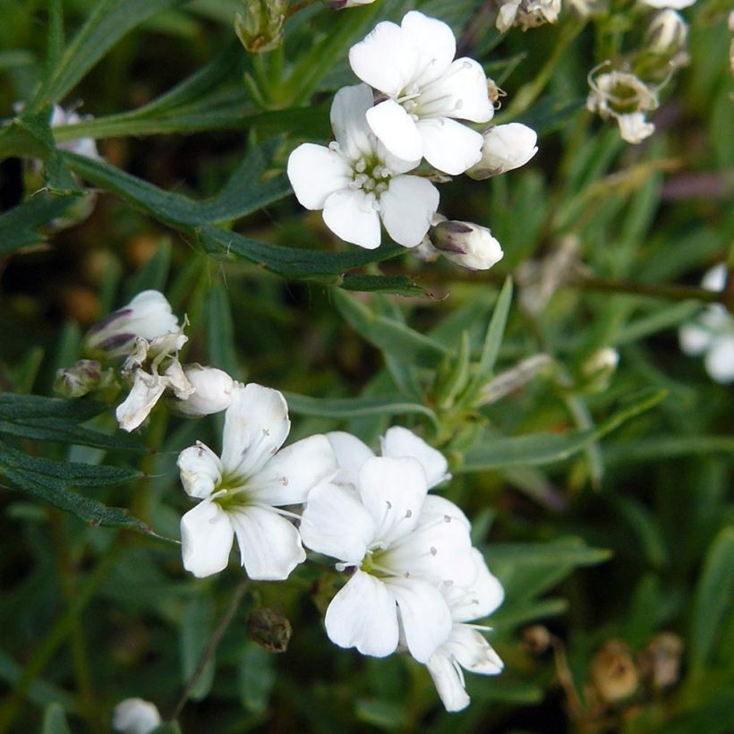 Kriechendes Gipskraut White Angel - Gypsophila repens (Laub)