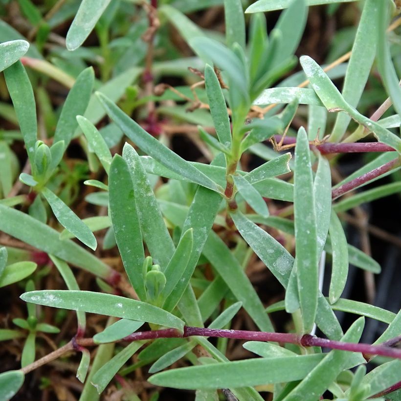 Kriechendes Gipskraut Alba - Gypsophila repens (Laub)