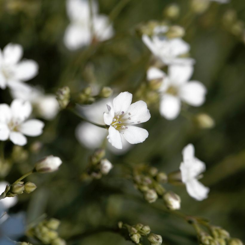 Kriechendes Gipskraut Alba - Gypsophila repens (Blüte)