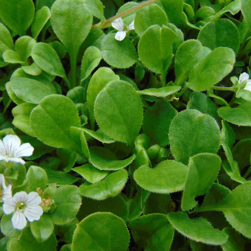 Himalaya-Schleierkraut - Gypsophila cerastioides (Laub)