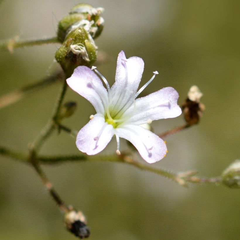 Großblütiges Schleierkraut - Gypsophila pacifica (Blüte)