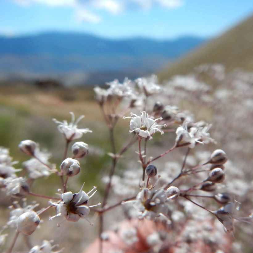 Rispiges Gipskraut Schneeflocke - Gypsophila paniculata (Blüte)