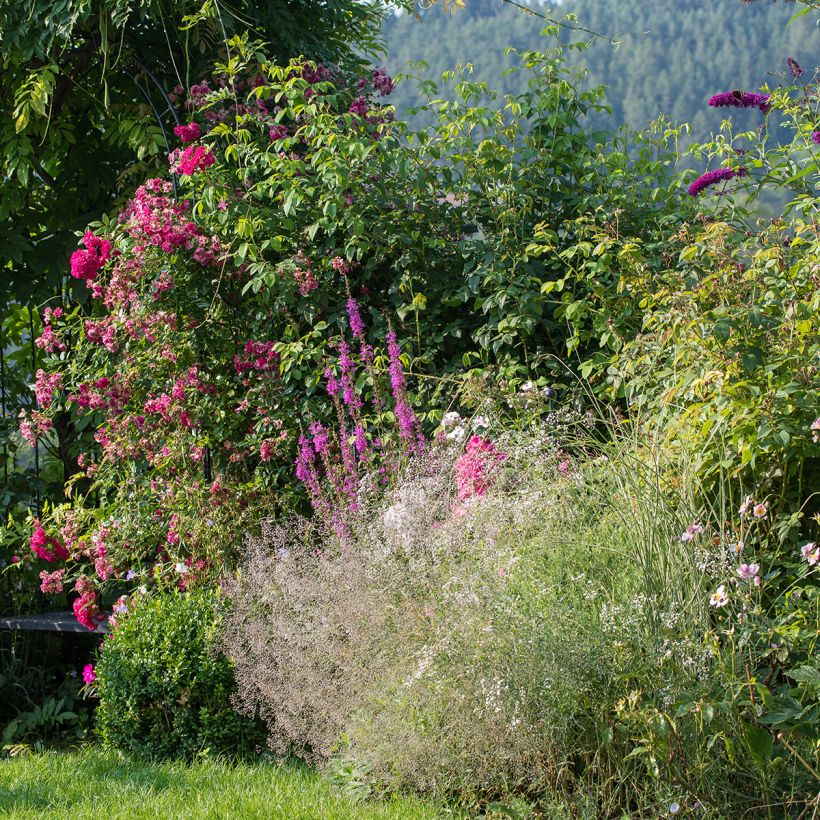 Rispiges Gipskraut Schneeflocke - Gypsophila paniculata (Hafen)