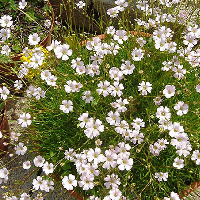 Dünnblättriges Gipskraut - Gypsophila tenuifolia (Blüte)