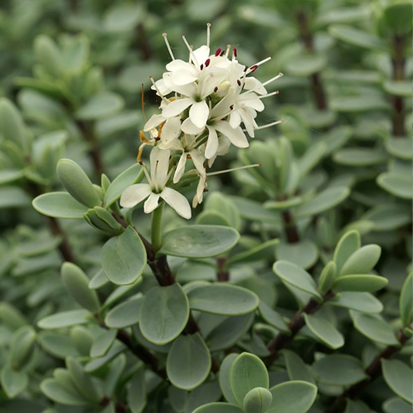 Hebe carnulosa - Strauchveronika (Blüte)