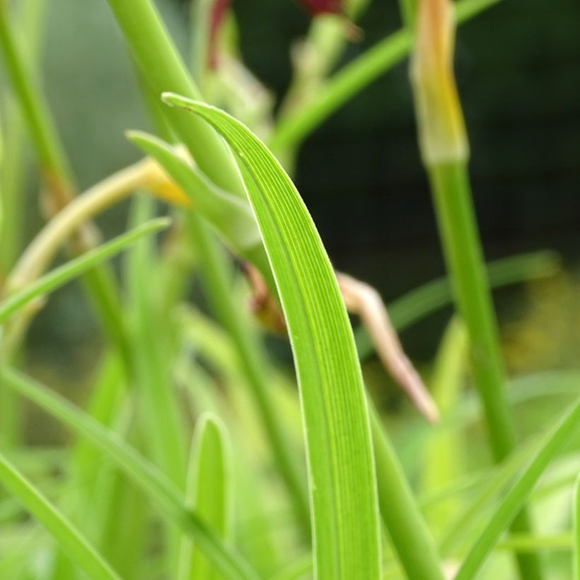 Hemerocallis Final Touch - Taglilie (Laub)