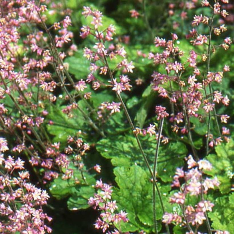 Heucherella alba Bridget Bloom - Schaumglöckchen (Blüte)