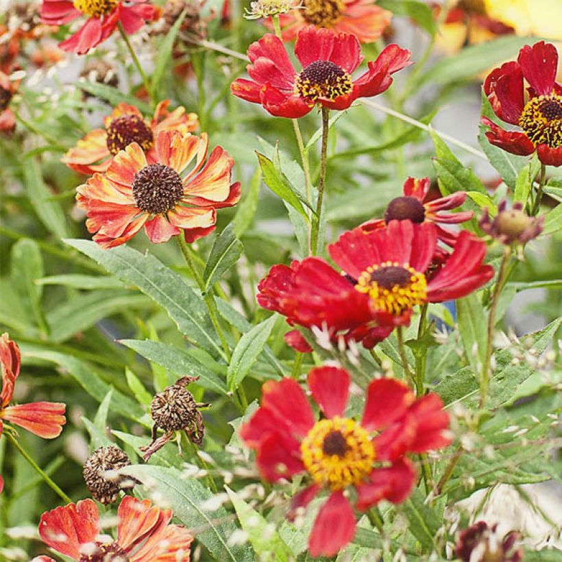 Sonnenbraut Rubinzwerg - Helenium (Blüte)