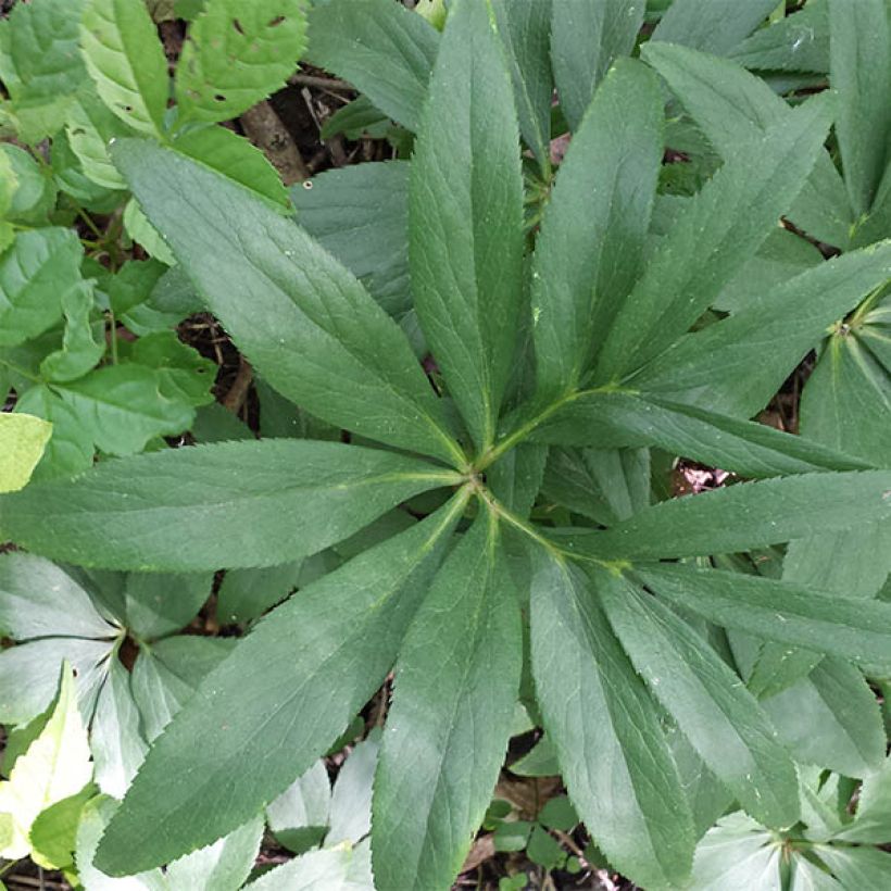 Helleborus dumetorum - Nieswurz (Laub)