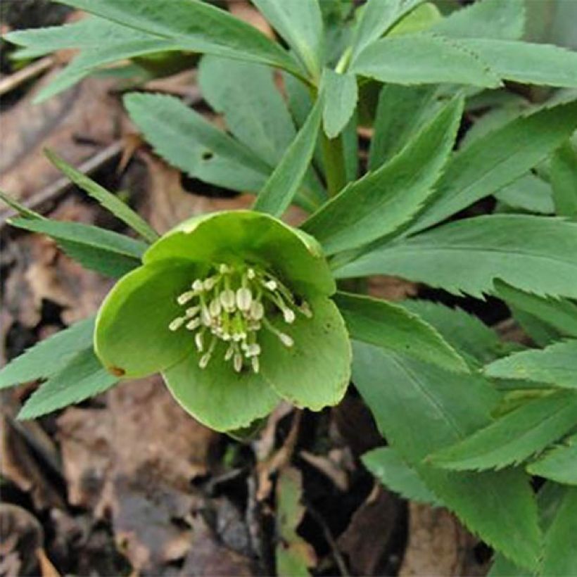 Helleborus dumetorum - Nieswurz (Blüte)