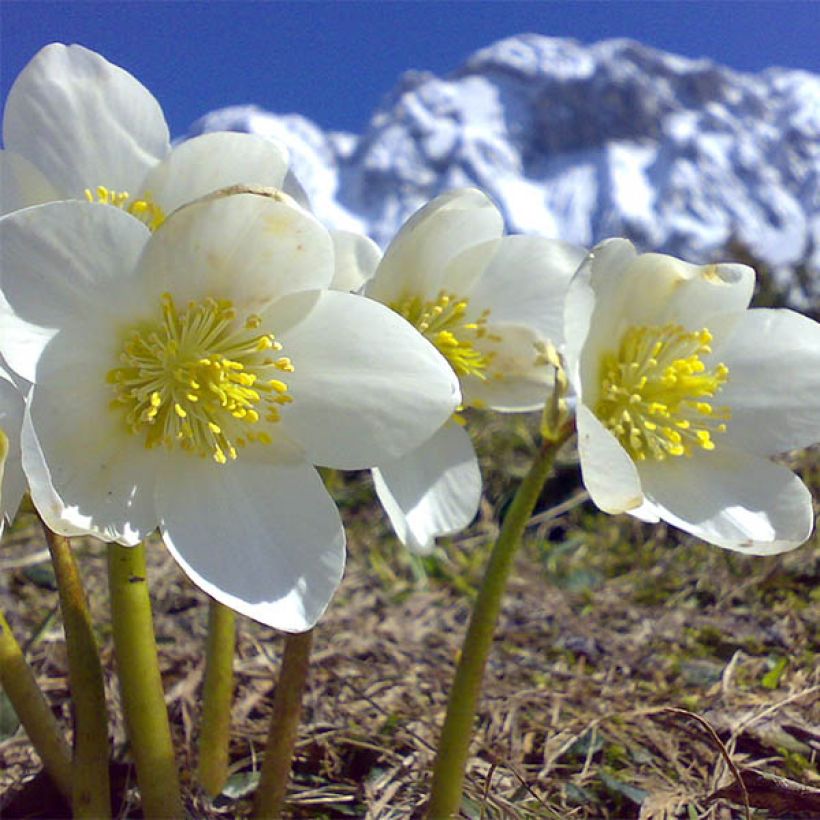 Helleborus niger Maximus - Schwarze Nieswurz (Blüte)