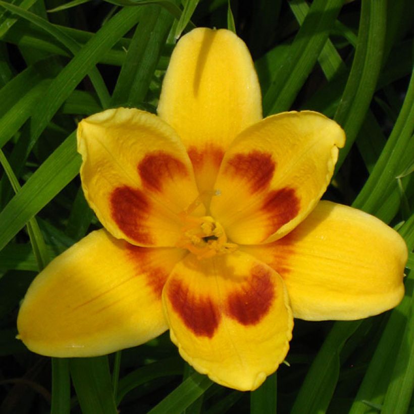 Hemerocallis Black Eyed Susan - Taglilie (Blüte)