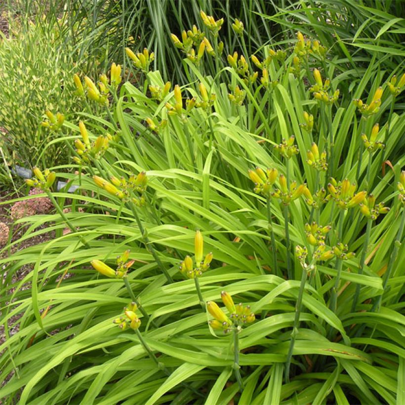 Hemerocallis Black Eyed Susan - Taglilie (Hafen)