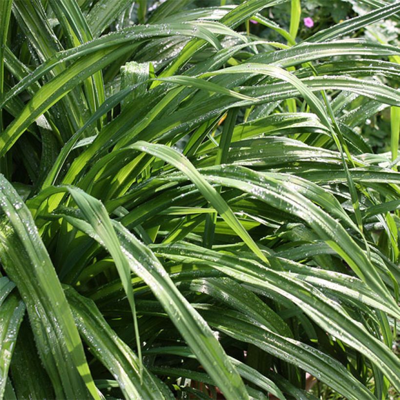 Hemerocallis Double River Wye - Taglilie (Laub)