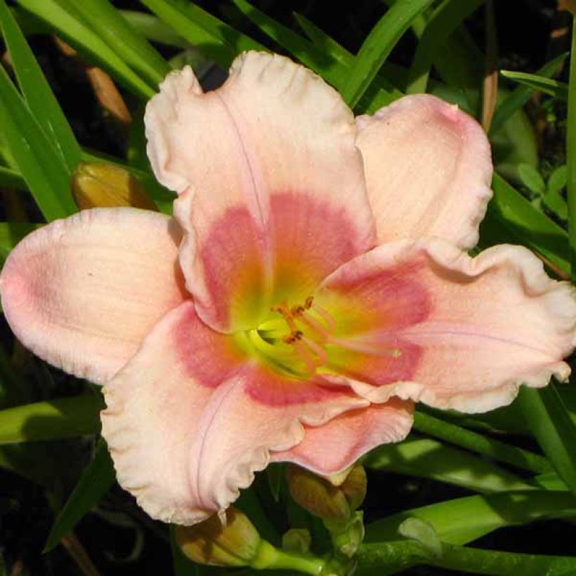 Hemerocallis Janice Brown - Taglilie (Blüte)