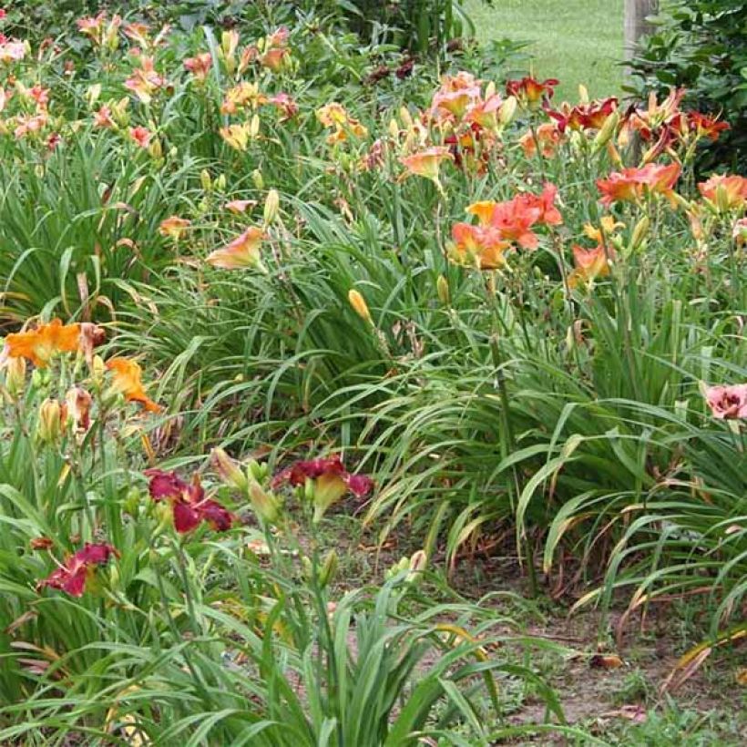 Hemerocallis Janice Brown - Taglilie (Hafen)