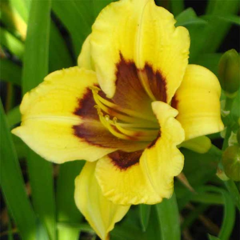 Hemerocallis Jason Salter - Taglilie (Blüte)