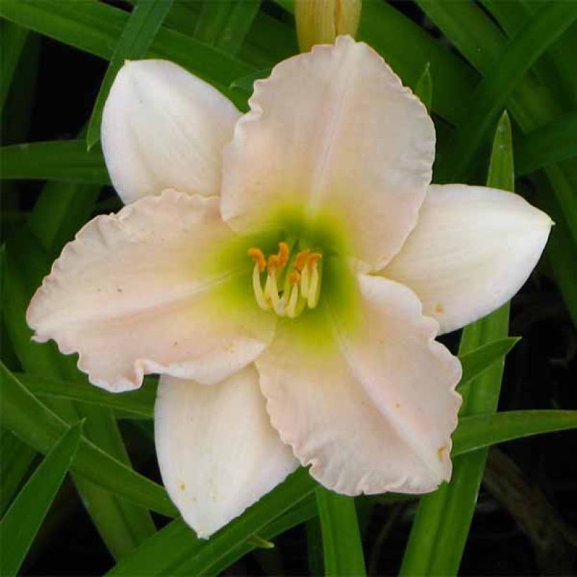 Hemerocallis Lullaby Baby - Taglilie (Blüte)