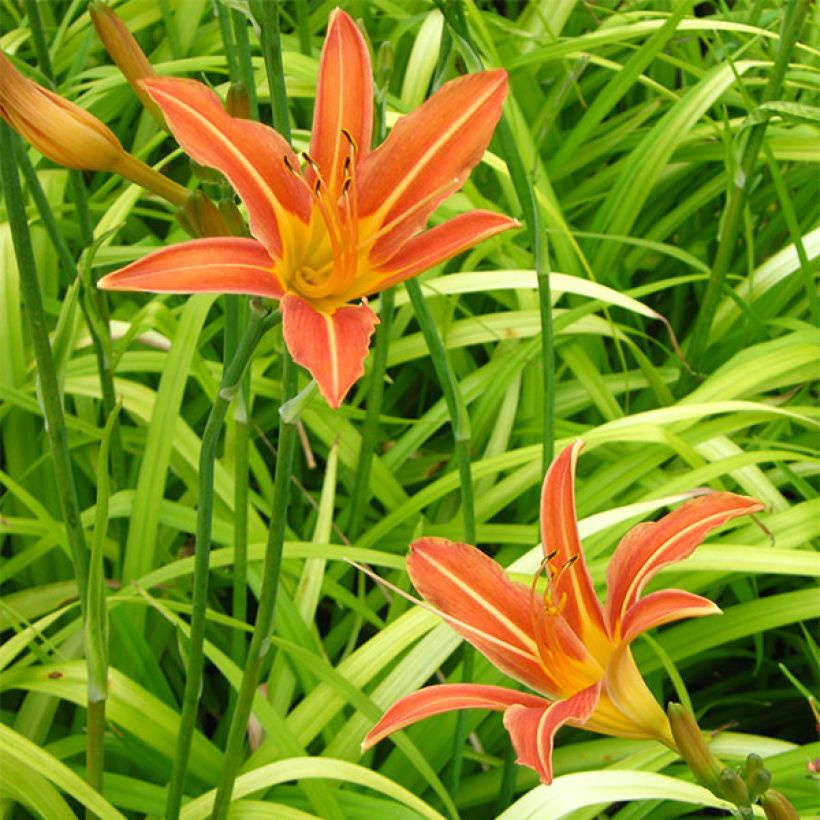 Hemerocallis Margaret Perry - Taglilie (Blüte)