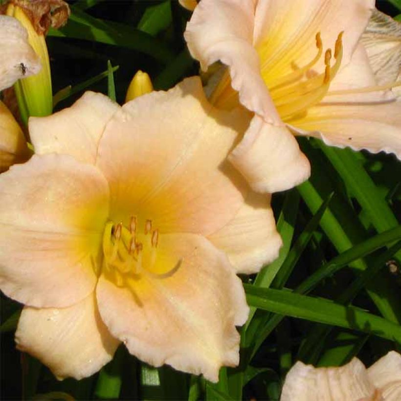 Hemerocallis Mini Pearl - Taglilie (Blüte)