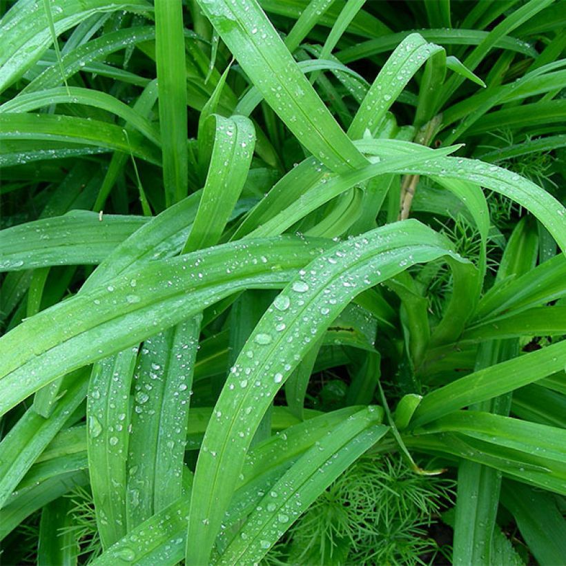 Hemerocallis Moonlight Masquerade - Taglilie (Laub)