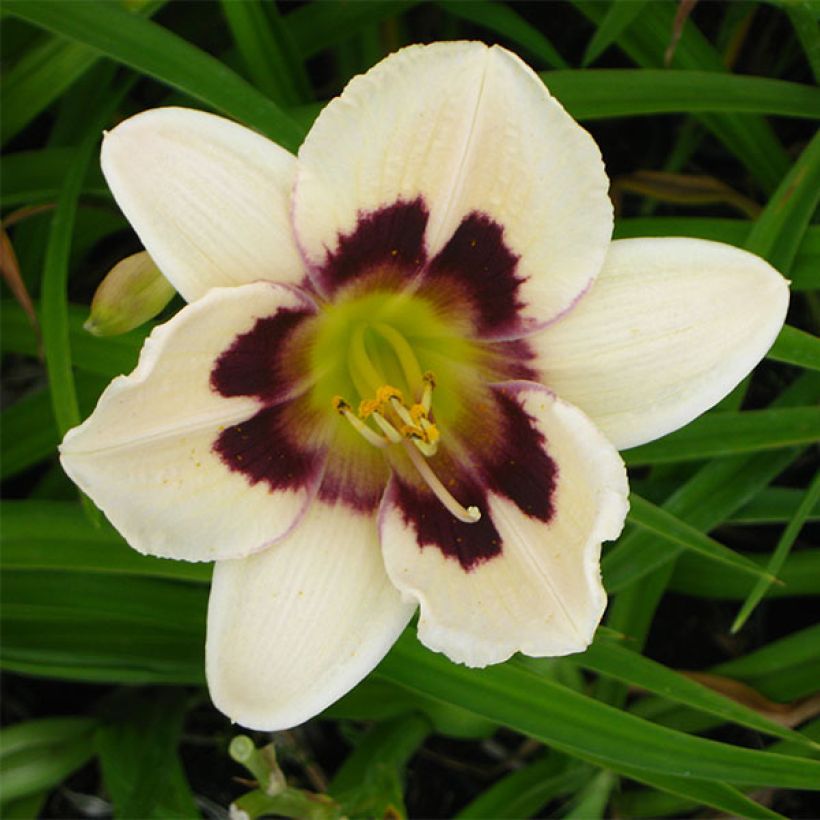 Hemerocallis Moonlight Masquerade - Taglilie (Blüte)