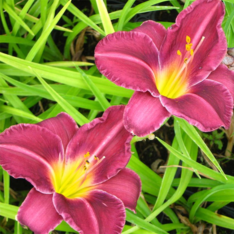 Hemerocallis Olive Bailey Langdon - Taglilie (Blüte)