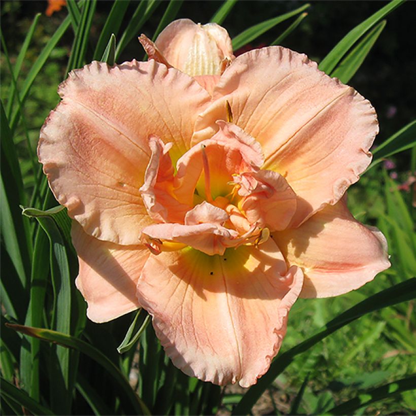 Hemerocallis Siloam Double Classic - Taglilie (Blüte)