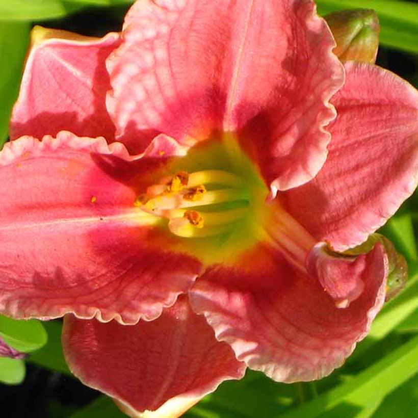 Hemerocallis Siloam Ribbon Candy - Taglilie (Blüte)