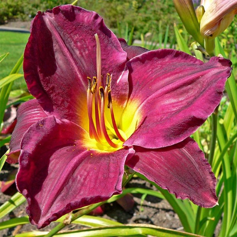 Hemerocallis Strutter s Ball - Taglilie (Blüte)