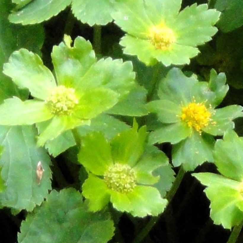 Hacquetia epipactis - Schaftdolde (Laub)