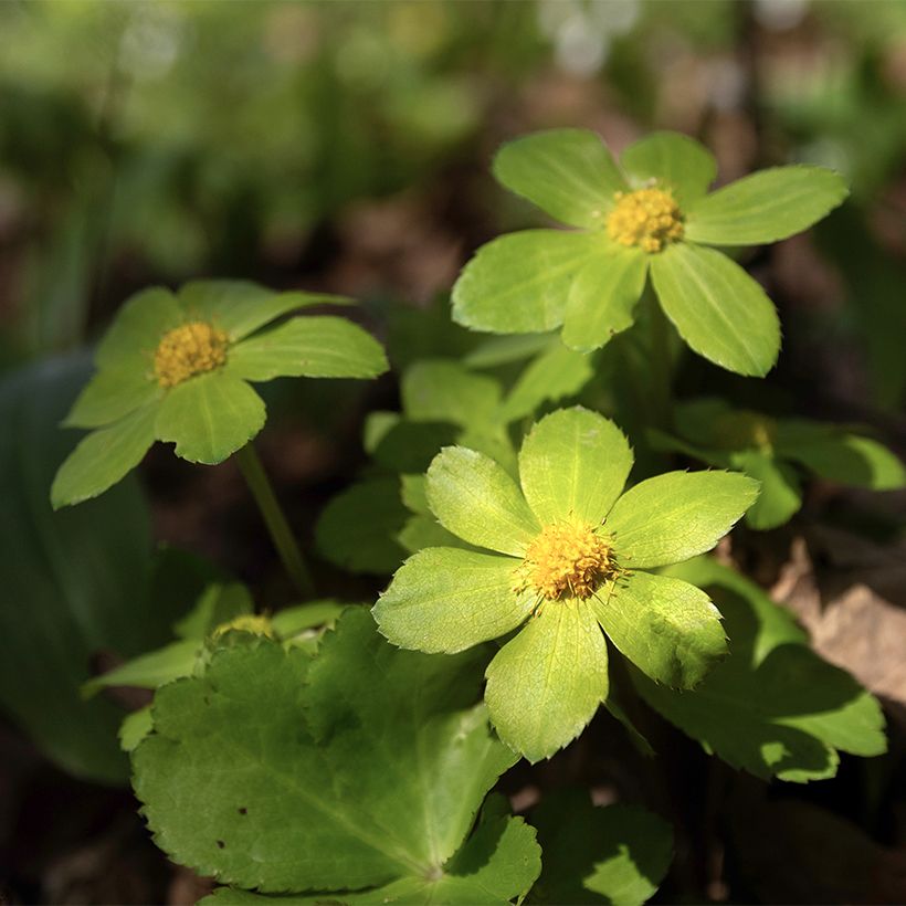 Hacquetia epipactis - Schaftdolde (Blüte)