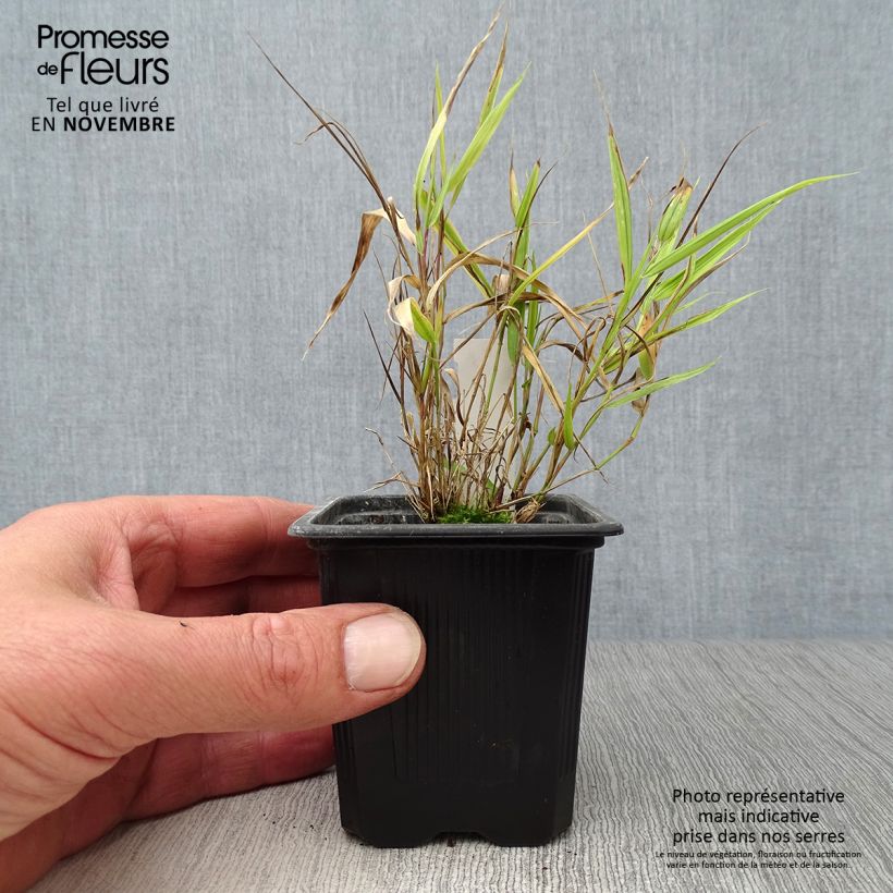 Exemplar von Hakonechloa macra Aureola - Japangras wie im Herbst geliefert