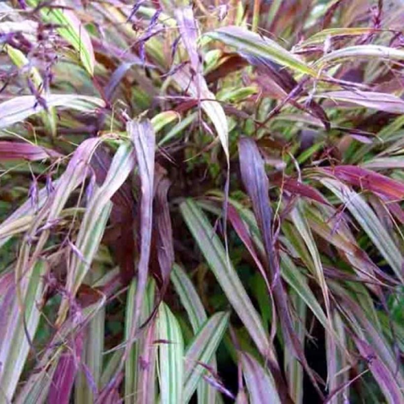 Hakonechloa macra Naomi - Japangras (Laub)