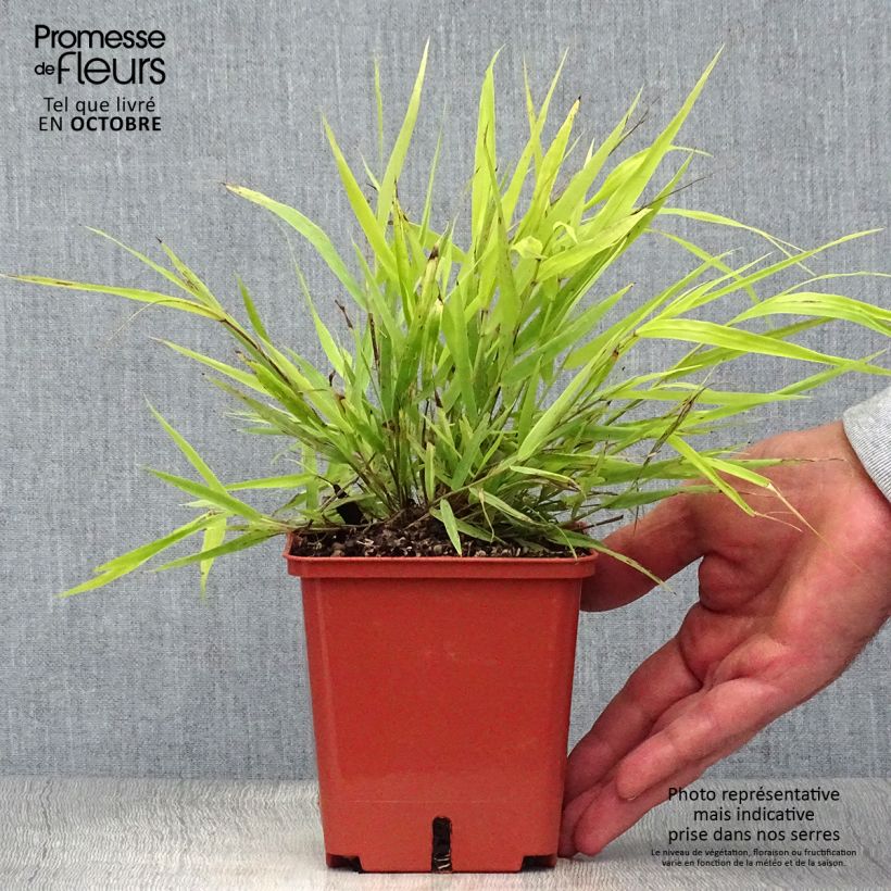 Exemplar von Hakonechloa macra Sunflare - Herbe du Japon en pot de 1.5/2 litres wie im Herbst geliefert