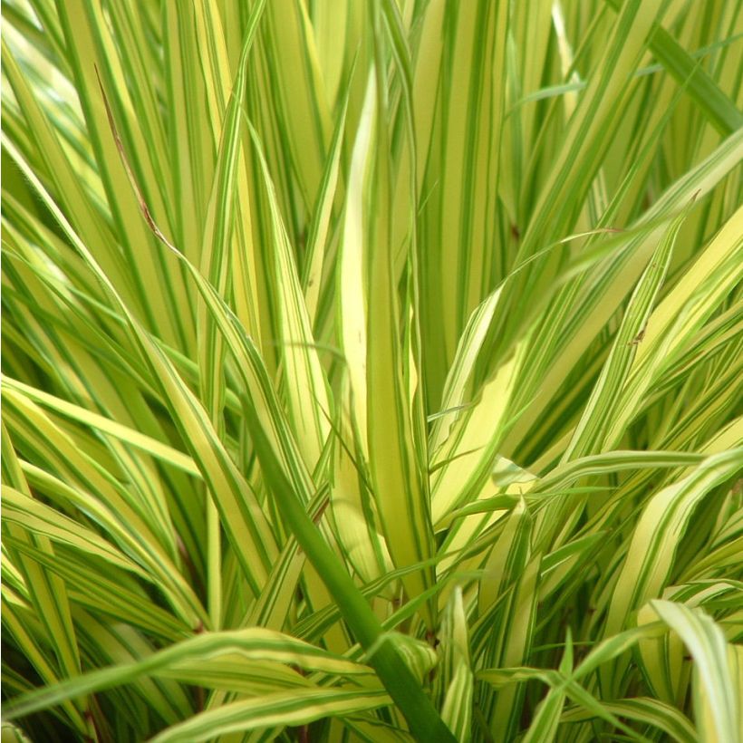 Hakonechloa macra Aureola - Japangras (Laub)