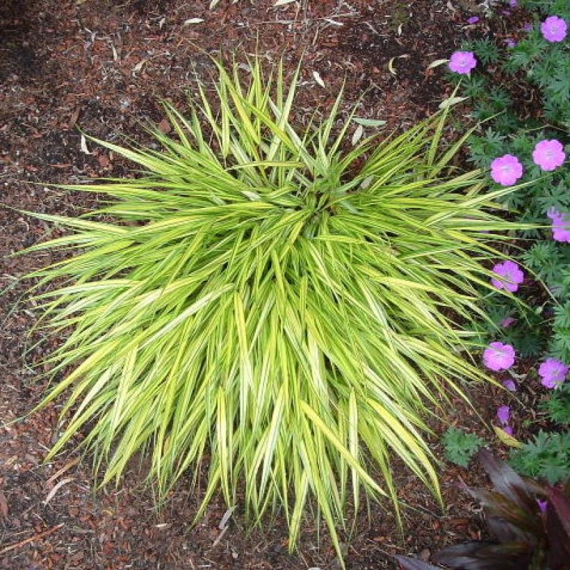 Hakonechloa macra Aureola - Japangras (Hafen)