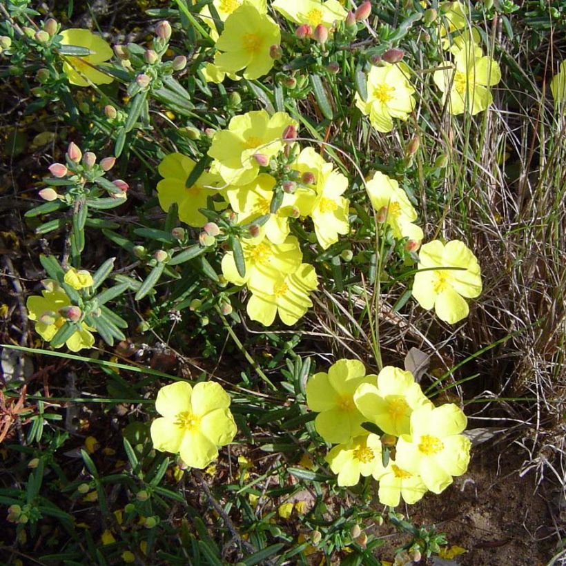 Halimium commutatum - Libanesischer Sonnenteppich (Blüte)