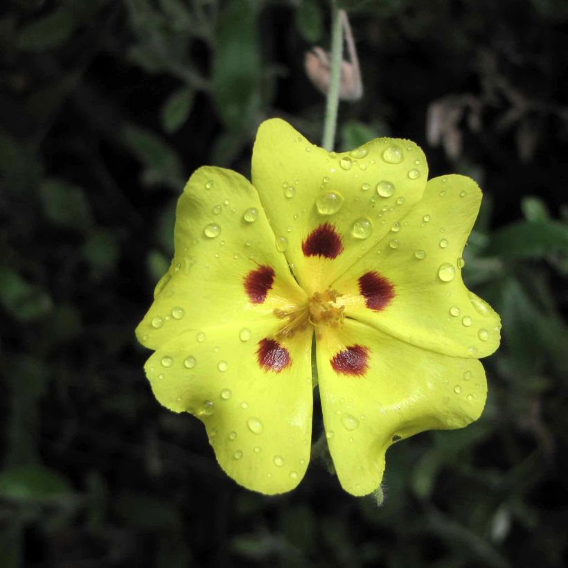 Halimium lasianthum subsp. formosum - Steinrose (Blüte)