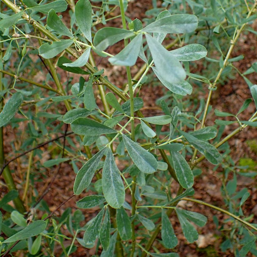 Halimodendron halodendron - Salzstrauch (Laub)